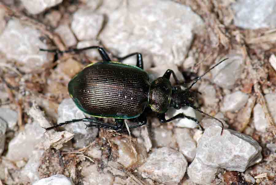4 Carabidae: Calosoma inquisitor !